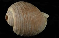 藏品(褐鶉螺)的圖片